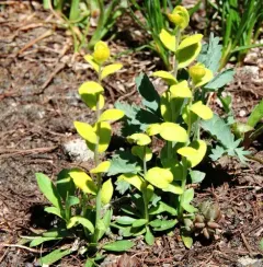 Mustard Flower Rust thumbnail 4