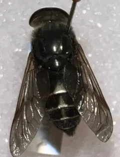 White-arrowed Horse Fly thumbnail 3