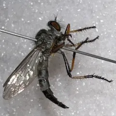 Yellow-thighed Bentbristle thumbnail 2