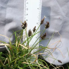 black alpine sedge thumbnail 2
