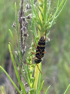Megacyllene angulifera thumbnail 2