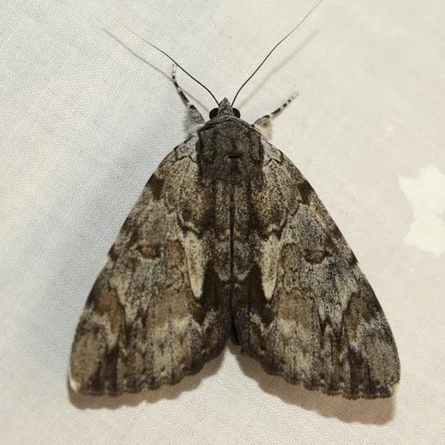 Inconsolable Underwing