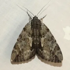 Inconsolable Underwing thumbnail 1