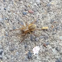 Rustic Wolf Spider thumbnail 3