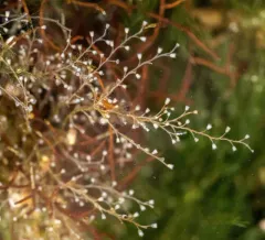 Knotted Thread Hydroid thumbnail 3