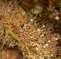 garland hydroid thumbnail 4