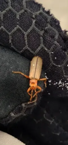 Cultellunguis larvalis thumbnail 3