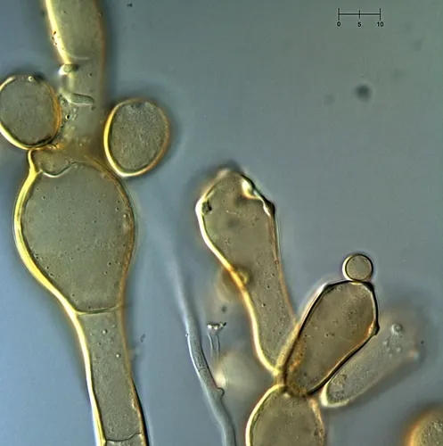 Nematogonum ferrugineum