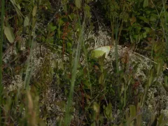 Moorland Clouded Yellow thumbnail 3