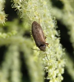 Araeopidius monachus thumbnail 4