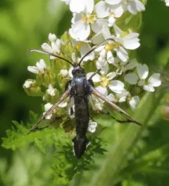 Synanthedon proxima thumbnail 2