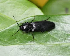 Hemicrepidius morio thumbnail 4