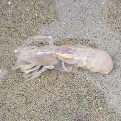 Bay Ghost Shrimp thumbnail 3