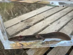 Idaho Giant Salamander thumbnail 3