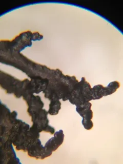 Mountain Bootstrap Lichen thumbnail 4