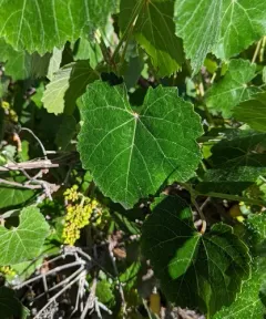 California wild grape thumbnail 1