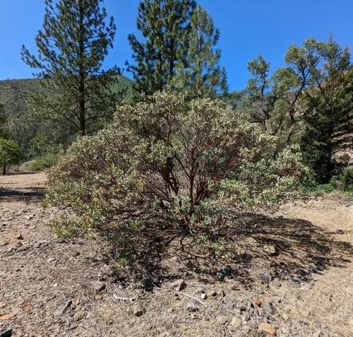 Whiteleaf Manzanita