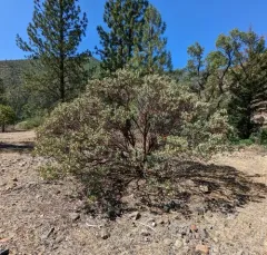 Whiteleaf Manzanita thumbnail 1