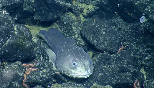 Blob Sculpin