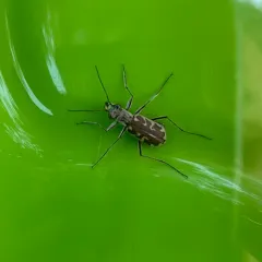 Sandy Stream Tiger Beetle thumbnail 3