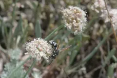 Euodynerus exoglyphus thumbnail 3
