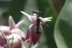 Helenis clearwing thumbnail 3