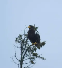 Steller's Sea-Eagle thumbnail 2