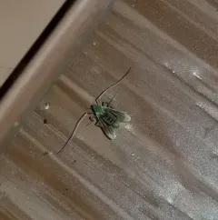 Stenochironomus unictus thumbnail 2