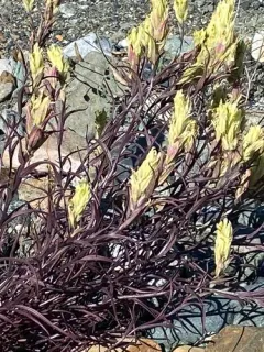 Pale Paintbrush thumbnail 2