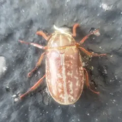 Variegated June Beetle thumbnail 3