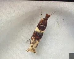 Clouded Veneer Moth thumbnail 3