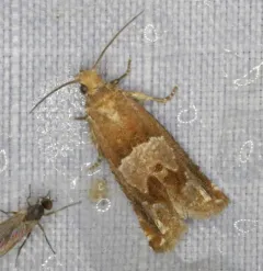 Hebrew Sonia Moth thumbnail 2