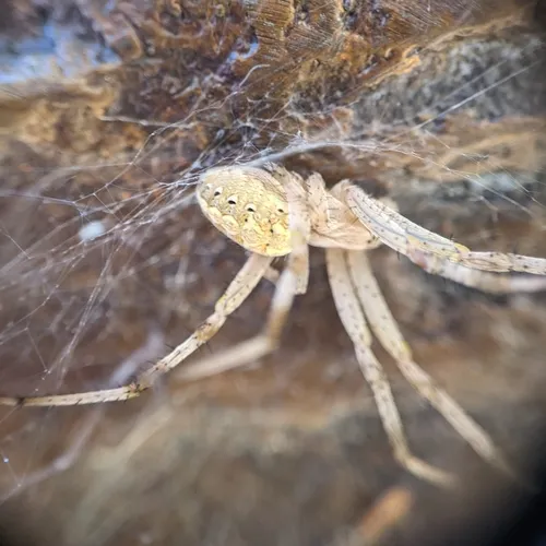 Western Spotted Orbweaver