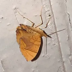 Lesser Grapevine Looper Moth thumbnail 3