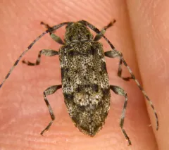 Six-speckled Long-horned Beetle thumbnail 4