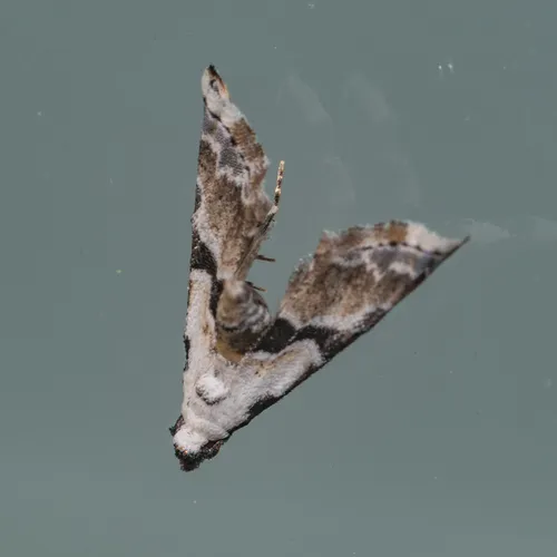 Thin-winged Owlet
