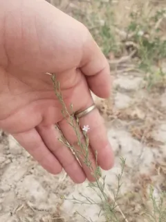 Small-flower Standing-cypress thumbnail 2