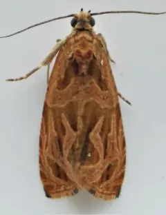 Olethreutes nitidana thumbnail 3