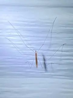 Dicranomyia longipennis thumbnail 2