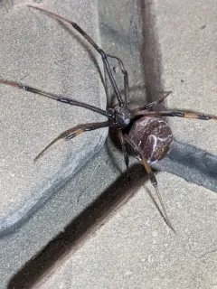 Brown Widow thumbnail 2