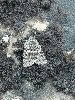 Sympistis lapponica thumbnail 2