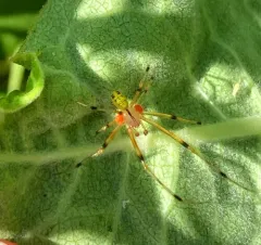 Eastern Long-legged Cobweaver thumbnail 3