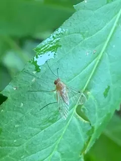 Chrysopilus rotundipennis thumbnail 2