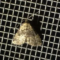 Visitation Moth thumbnail 2