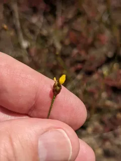twisted yellow-eyed grass thumbnail 3