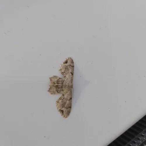 Gray Scoopwing