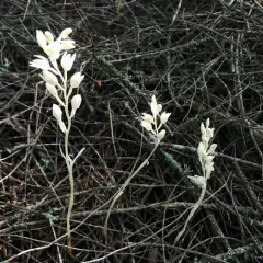 Phantom Orchid thumbnail 4