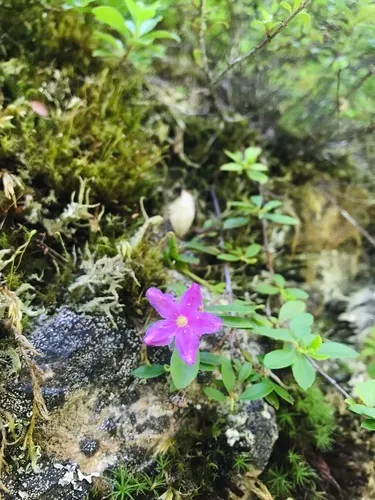 North Umpqua kalmiopsis