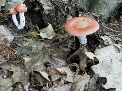 Russula rugulosa