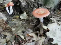 Russula rugulosa thumbnail 1